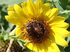 Dianthidium curvatum