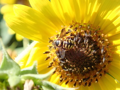 Dianthidium curvatum