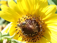 Dianthidium curvatum