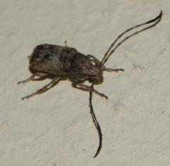 Phloeobius