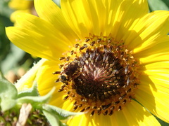 Dianthidium curvatum