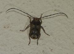 Phloeobius