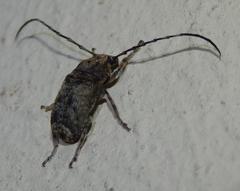 Phloeobius