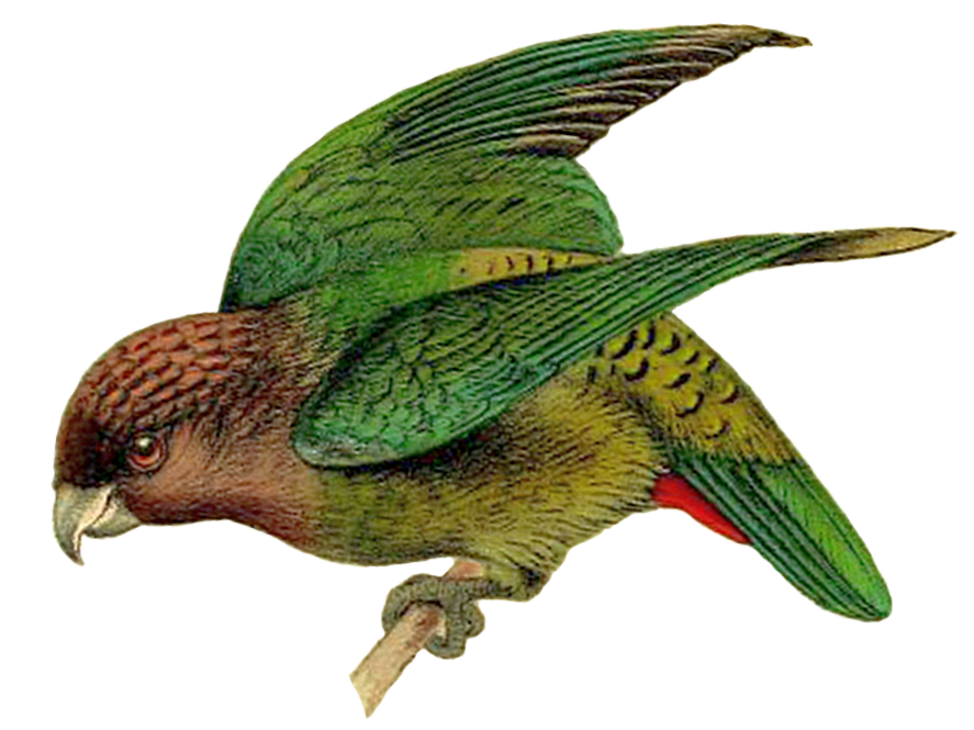 Madarasz's Tiger-Parrot