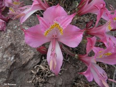 Alstroemeria pallida