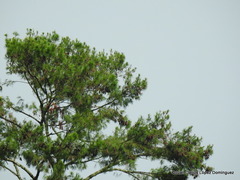 Pinus chiapensis