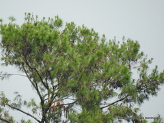 Pinus chiapensis
