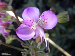 Alstroemeria revoluta