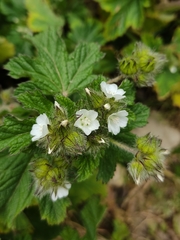Fuertesimalva limensis