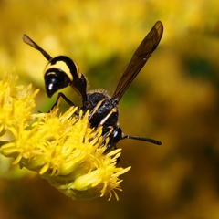 Eumenes coronatus