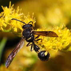 Eumenes coronatus