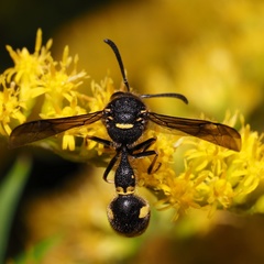 Eumenes coronatus