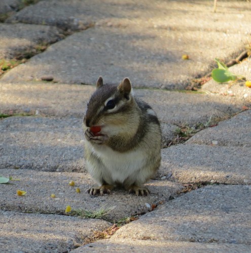 Eastern Chipmunk photographed in Minnesota