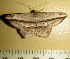 Chiasmia rectistriaria