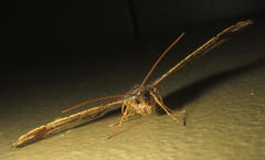 Chiasmia rectistriaria