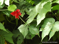 Hibiscus uncinellus