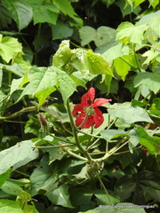 Hibiscus uncinellus