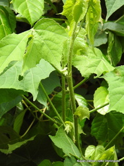 Hibiscus uncinellus