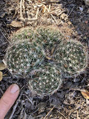 Mammillaria wrightii wrightii