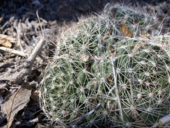 Mammillaria wrightii wrightii