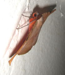 Hypopyra capensis