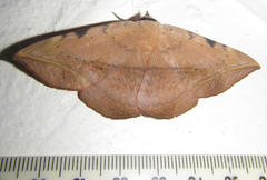 Hypopyra capensis
