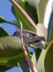 Vireo gilvus