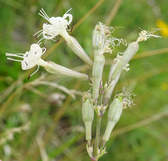 Silene multiflora