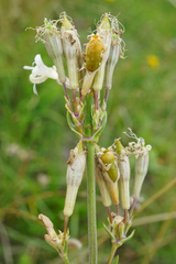 Silene multiflora
