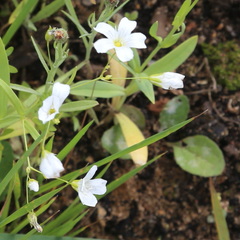Gypsophila elegans