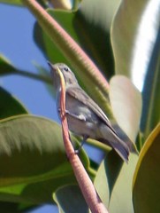 Vireo gilvus