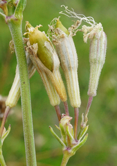 Silene multiflora