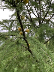 Pseudolarix amabilis