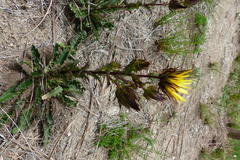 Berkheya carlinoides