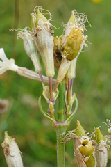 Silene multiflora