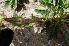 Berkheya carlinoides