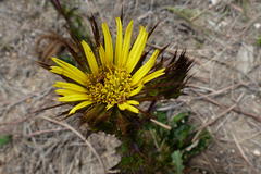 Berkheya carlinoides