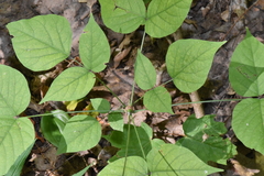 Neolasioptera desmodii