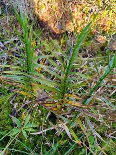 photo of Three-way Sedge (Dulichium arundinaceum)