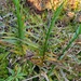 photo of Three-way Sedge (Dulichium arundinaceum)