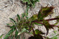 Berkheya carlinoides