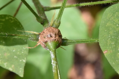 Neolasioptera desmodii