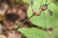 Neolasioptera desmodii