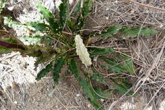Berkheya carlinoides