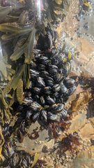 Mytilus californianus