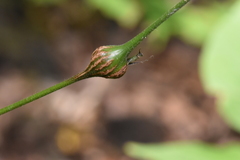 Neolasioptera desmodii