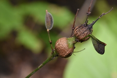 Neolasioptera desmodii