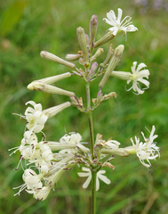 Silene multiflora