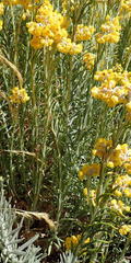 Helichrysum splendidum