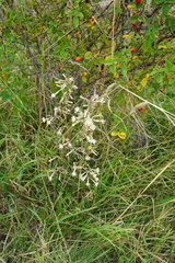 Silene multiflora